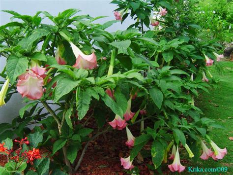 This is the Angels Trumpets page of our A to Z garden guide -- how to ...