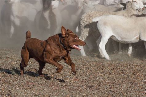 Australian Kelpie - Dog Breed Information