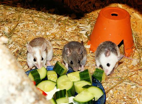 Which Small Rodents Make Good Pets? - Pet Mice Blog.co.uk