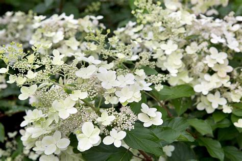 White Hydrangeas - BBC Gardeners World Magazine