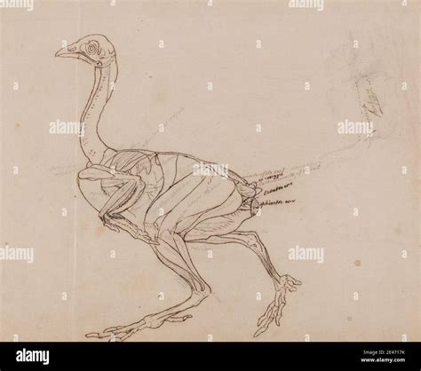 Hen anatomy hi-res stock photography and images - Alamy