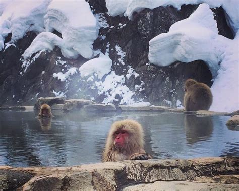 Wild snow monkeys relaxing in an onsen (hot spring) in Nagano, Japan ...