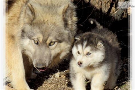 HUSKY WOLF MIX PUPPIES FOR SALE IN KENTUCKY - Wroc?awski Informator ...