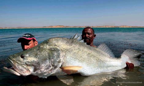 Nile Perch Invasive Species