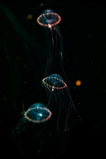 Bioluminescent Jellyfish Free Stock Photo - Public Domain Pictures