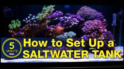 Saltwater aquarium setup – A simple, easy guide in 5 minute steps ...