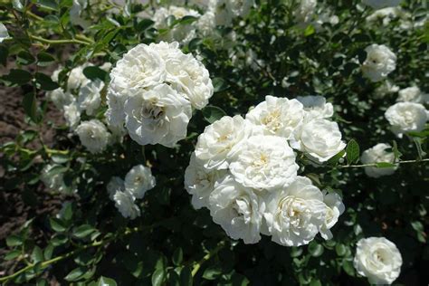 White Rose Cultivars – Learn About Different Types Of White Rose ...