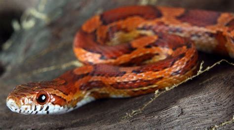 Corn Snakes Facts You Need To Know Before Owning One - The Pet Well