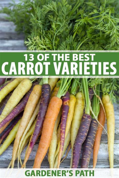 13 of the Best Carrot Varieties to Grow at Home | Gardener's Path