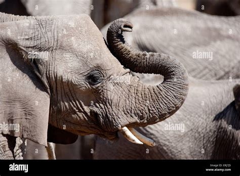 herd of elephants Stock Photo - Alamy