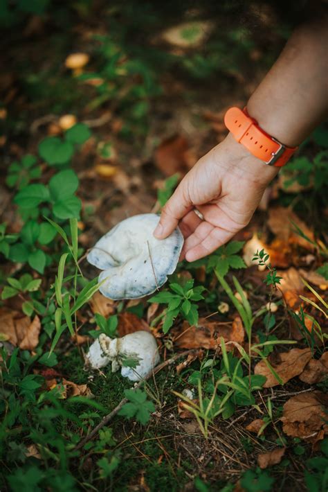 Must-Have Mushroom Foraging Tools for Success in the Field