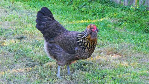 Ameraucana Chicken: Care Guide, Color Varieties and More