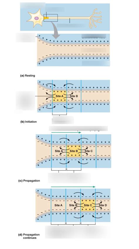 Action potential on unmyelinated axon Diagram | Quizlet