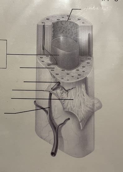 Structure of a long bone shaft Diagram | Quizlet