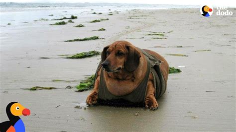 Fat Wiener Dog Obie