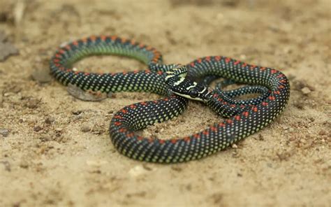 Paradise Tree Snake: A Master of Aerial Acrobatics | WorldWeet