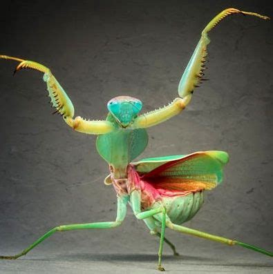 Giant Praying Mantis