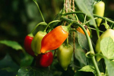 Growing Hot Peppers With Jenny Of Grow Hot Peppers