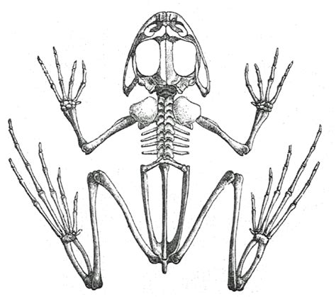 Frog Skeleton Diagram | Quizlet