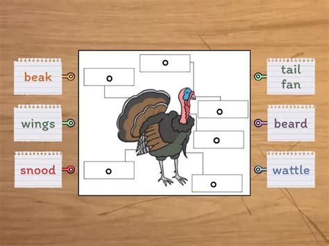 Turkey's anatomy - Labelled diagram