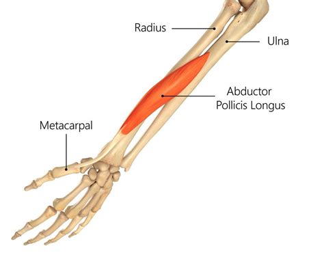 abductor-pollicis-longus-hand | Physio Fusion