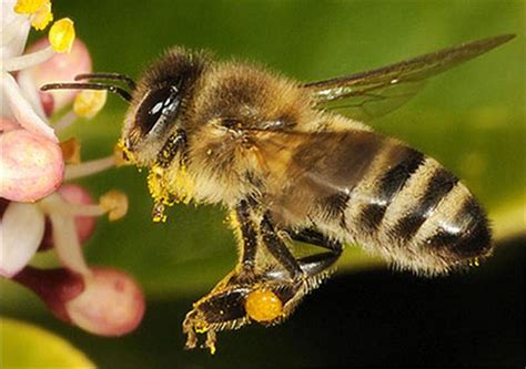 Factsheet - Apis mellifera (The Honey Bee)