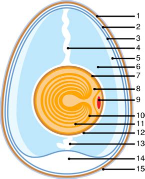 Anatomy of a Chicken Egg