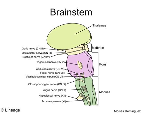 Brainstem Diagram And Functions Brainstem Anatomy Function