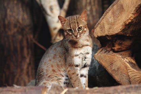 Meet the Rusty-Spotted Cat, a Wild Feline Weighing 3.5 Pounds