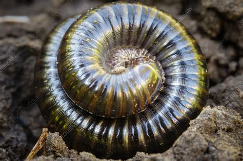 Millipede - Stock Image - C057/7148 - Science Photo Library