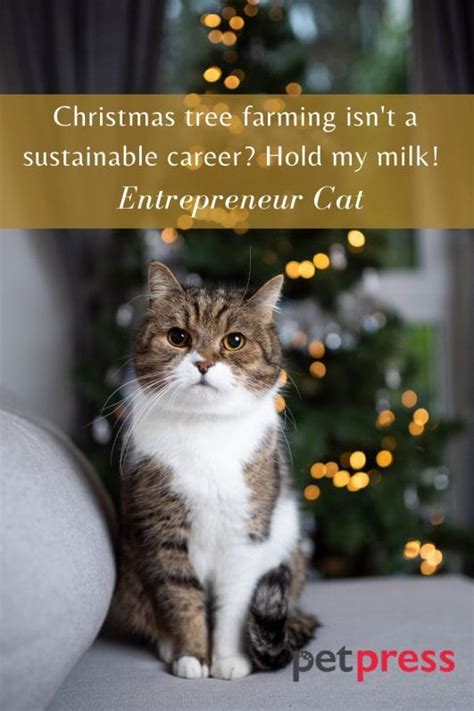 85 Funny Christmas Cat Quotes to Crack You Up This Holiday