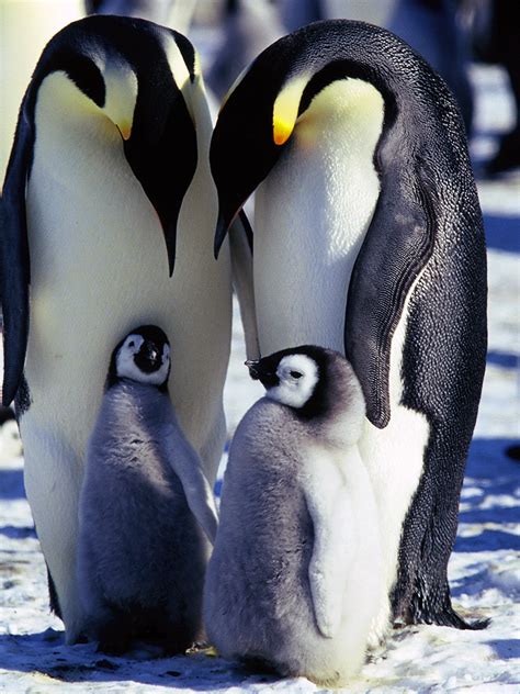 Emperor Penguins in Antarctica