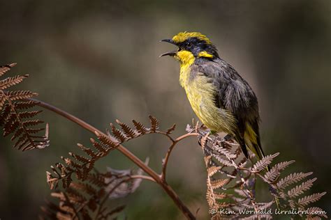 Helmeted Honeyeater winners « lirralirra