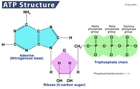 Adp Molecule Parts