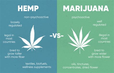 What is the difference between hemp vs marijuana? | Rise Dispensaries