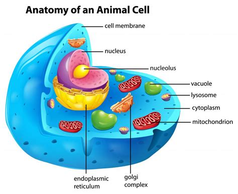 What is Cytoplasm? (with pictures)