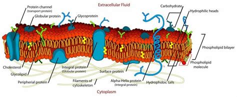 Plasma Membrane - Definition, Structure, Functions | Biology Dictionary