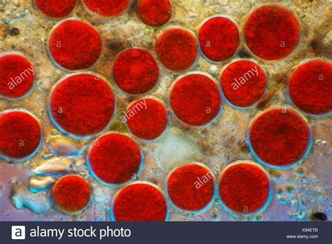 Haematococcus Pluvialis High Resolution Stock Photography and Images ...