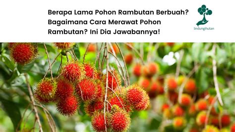 Pohon Rambutan: Ciri-Ciri, Habitat, dan Perawatan