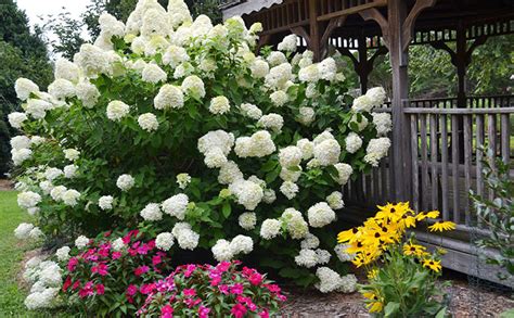 This Hydrangea Loves A Sunny Landscape : NorthEscambia.com