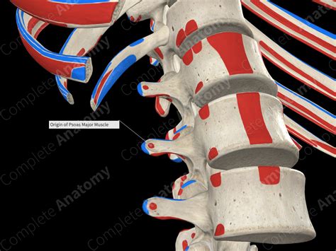 Origin of Psoas Major Muscle | Complete Anatomy