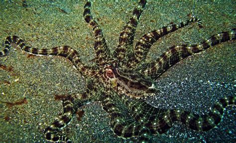 New Camouflage Technology Copies a Cephalopod’s Natural Disguise Ability