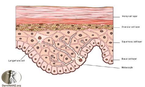 Structure of the epidermis : Biological Science Picture Directory ...