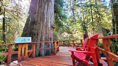 17 Top-Rated Things to Do on Vancouver Island | PlanetWare