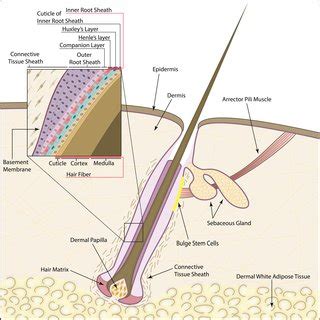 (PDF) The Hair Follicle: An Underutilized Source of Cells and Materials ...