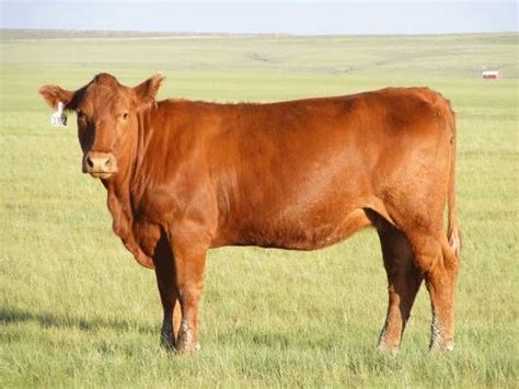 Red Angus Cattle - Livestock Cattle