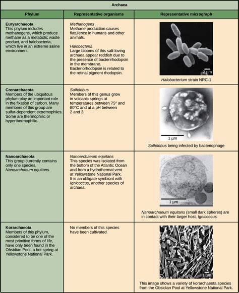 Archaea Wikipedia