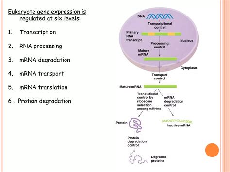 Gene expression | PPT