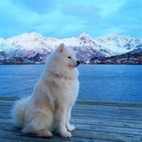 Samoyed Dog Breed Information, Images, Characteristics, Health