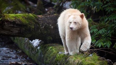 The albino grizzly was confused with a polar bear and taken to the ...